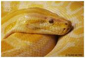 schlange_python130707-1.jpg