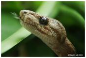 schlange_python_132030-1.jpg