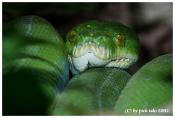 schlange_python_baum135005-1.jpg